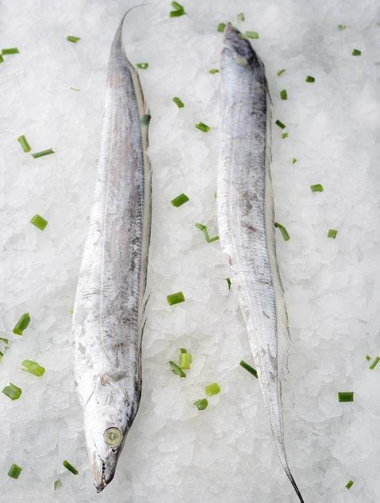 帶魚為什么一出水就會死掉?帶魚怎么保鮮?帶魚是深海魚嗎