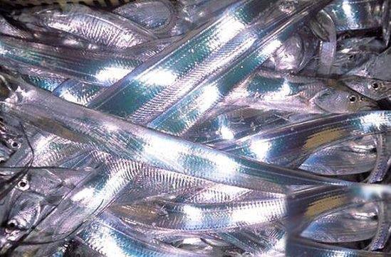 帶魚為什么一出水就會死掉?帶魚怎么保鮮?帶魚是深海魚嗎