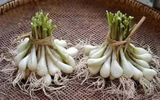 吃薤白有什么好處?哪些人不能吃薤白?