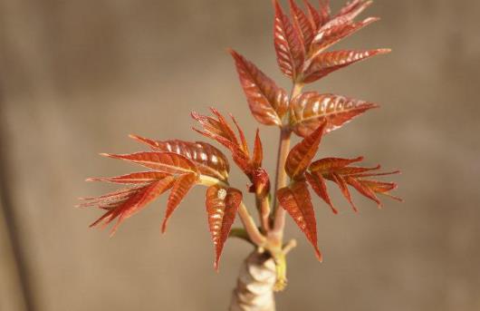 糖尿病人可以吃香椿嗎?哪些人不能吃香椿?