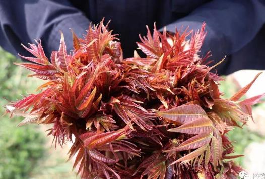 香椿芽有毒嗎?怎么保存香椿芽?