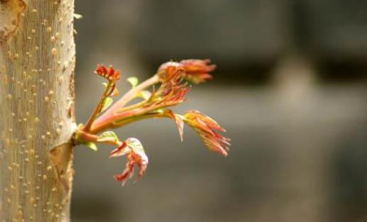香椿芽有毒嗎?怎么保存香椿芽?