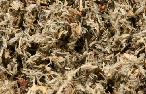 過了清明的白蒿還能吃嗎 現在的白蒿還能吃嗎