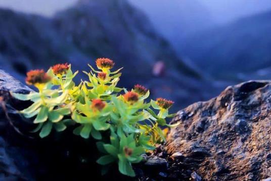 紅景天壯陽(yáng)功效大是真的假的?紅景天的副作用大是真的嗎?
