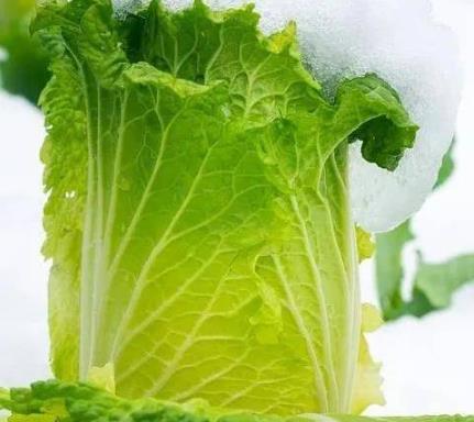 你不知道的6種低卡蔬菜推薦_春天減肥葉氏藥業有技巧