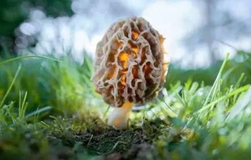 經期可以吃羊肚菌嗎?羊肚菌可以經常吃嗎?