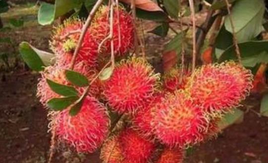 糖尿病患者可以吃紅毛丹嗎?紅毛丹吃多了會怎么樣?