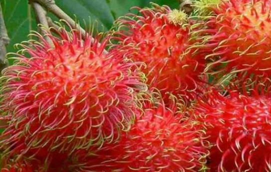 吃紅毛丹會上火嗎?經期可以吃紅毛丹嗎?