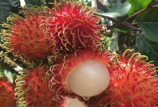 孕婦可以吃紅毛丹嗎?孕婦吃紅毛丹有哪些好處?