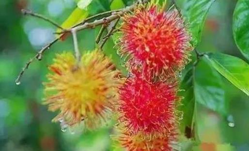 肝硬化可以吃紅毛丹嗎?紅毛丹怎么去核皮?