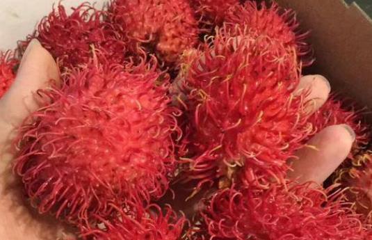 哪些人不宜吃紅毛丹?紅毛丹有哪些功效?