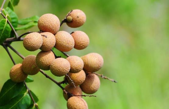 晚上吃龍眼會(huì)胖嗎?龍眼有哪些功效?