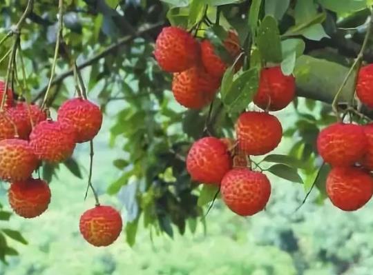 荔枝水多是壞了嗎?荔枝水多是不新鮮嗎?