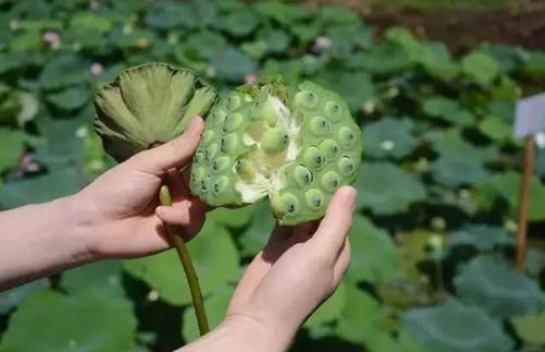 糖尿病患者可以吃蓮子嗎?吃蓮子有哪些好處?