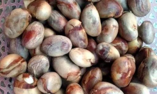 菠蘿蜜核怎樣煮粥 菠蘿蜜核能多吃嗎