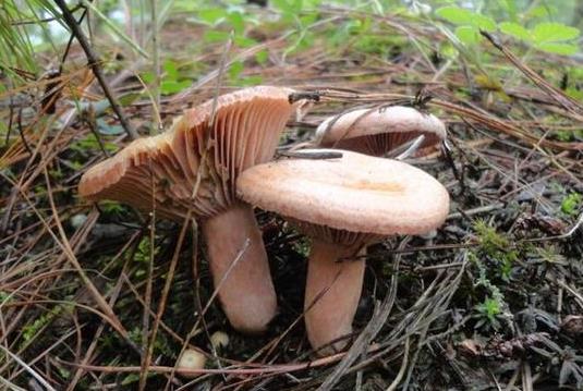 野生菌中毒一般多久出現(xiàn)癥狀?吃野生菌喝酒會(huì)不會(huì)中毒?