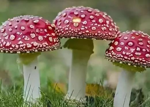 野生菌中毒后多久能確定沒事?野生菌可以和啤酒一起吃嗎?