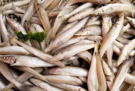 痛風患者可以吃沙丁魚嗎?沙丁魚不宜與哪些食物一起吃?