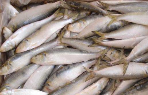 痛風患者可以吃沙丁魚嗎?沙丁魚不宜與哪些食物一起吃?