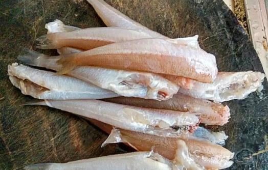 沙尖魚是什么魚?孕婦可以吃沙尖魚嗎?