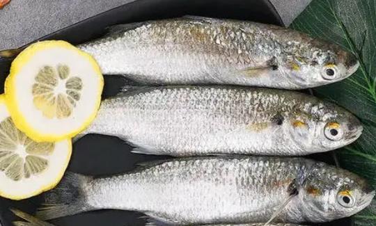 沙尖魚是什么魚?孕婦可以吃沙尖魚嗎?
