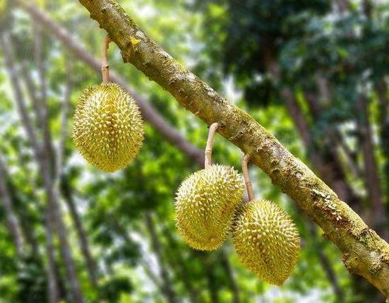 怎么判斷貓山王榴蓮熟沒熟?貓山王榴蓮多少錢一斤
