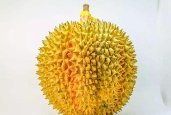 整顆凍的貓山王怎樣解凍?貓山王榴蓮是最好的榴蓮嗎?