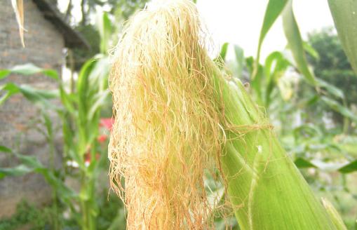 玉米須桑葉茶能降尿酸嗎 玉米須桑葉茶減肥嗎