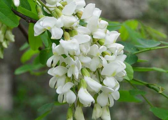 新鮮的洋槐花怎么保存?槐花茶怎么制作?