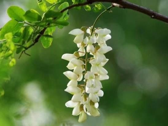 新鮮的洋槐花怎么保存?槐花茶怎么制作?
