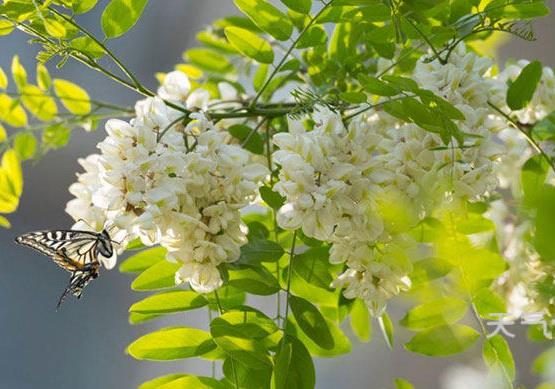 新鮮的洋槐花怎么保存?槐花茶怎么制作?