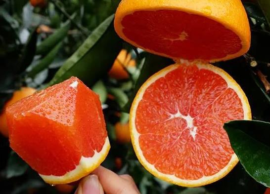 血橙里面都是紅色的嗎?吃血橙會(huì)不會(huì)長(zhǎng)胖?