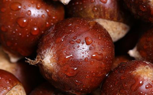 水煮栗子為什么要加鹽 煮栗子需要多長時間