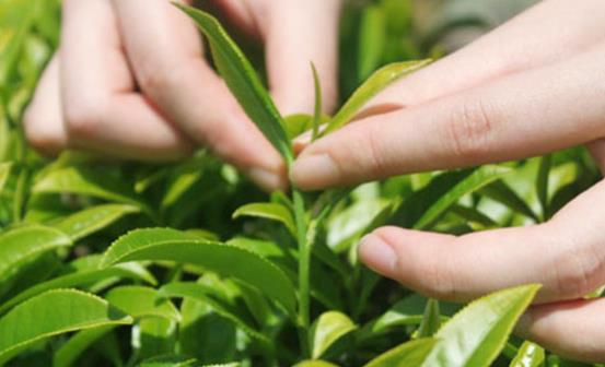 都勻毛尖是哪里生產的茶葉 要怎么保存都勻毛尖綠茶
