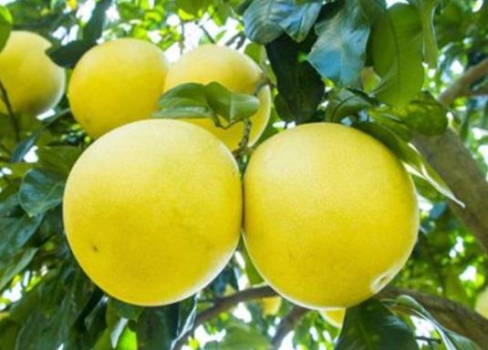 柚子有蟲(chóng)吃了會(huì)怎么樣?柚子不夠紅可以吃嗎