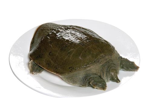 甲魚吃了會(huì)過(guò)敏嗎 甲魚吃了會(huì)上火嗎