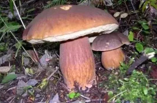 產婦可以吃牛肝菌嗎?哪些人不宜吃牛肝菌?