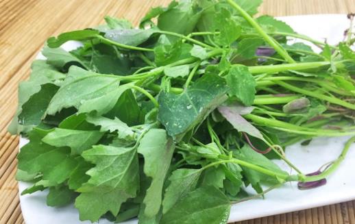 灰灰菜的功效有什么?灰灰菜常見的幾種吃法?