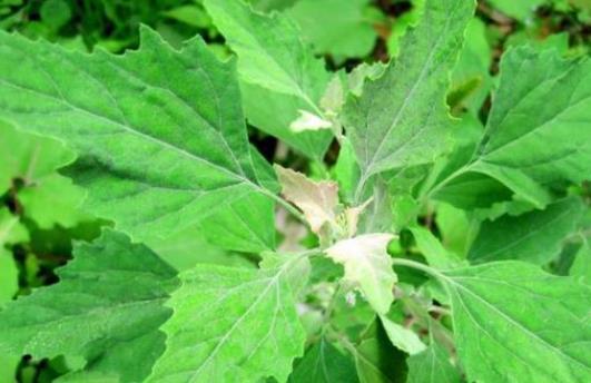 灰灰菜孕婦可以吃嗎?孕婦食用灰灰菜的好處有什么?
