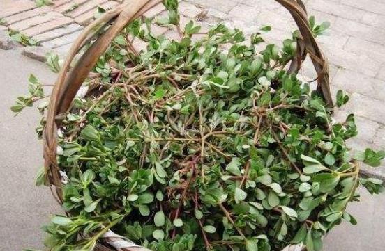 馬齒莧的食用禁忌有什么?馬齒莧的營(yíng)養(yǎng)價(jià)值是什么?