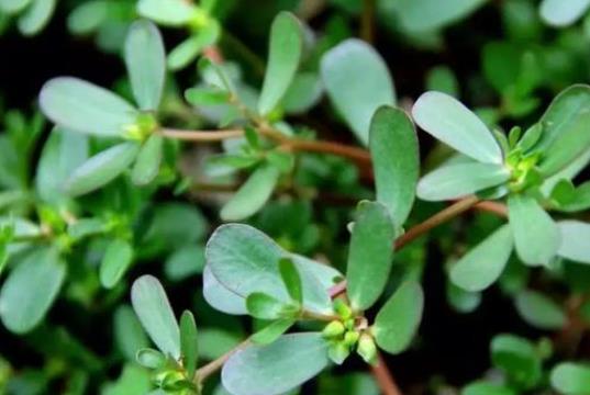 馬齒莧的食用禁忌有什么?馬齒莧的營(yíng)養(yǎng)價(jià)值是什么?