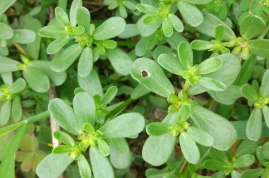 馬齒莧能治蕁麻疹嗎?蕁麻疹注意事項是哪些?