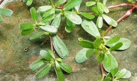 馬齒莧有哪些藥用價(jià)值?馬齒莧能治痔瘡嗎?