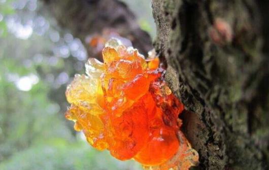 桃膠一次泡多少顆合適 桃膠怎么洗比較干凈