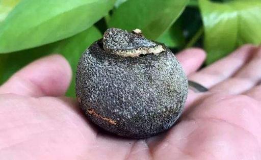 陳皮上的白霜是什么圖片 陳皮上有白點是發霉嗎