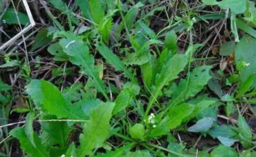 苦菜是蒲公英嗎?苦菜和蒲公英的區(qū)別?