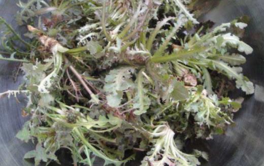 苦菜是蒲公英嗎?苦菜和蒲公英的區(qū)別?