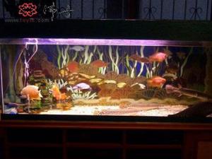 風水魚有哪些？風水魚缸擺放位置