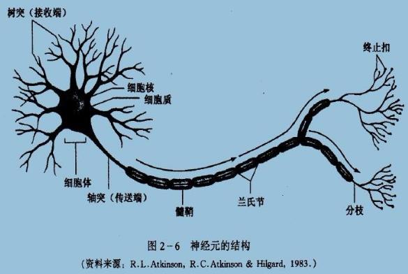 為什么你不記得嬰幼兒時期發生的事?記憶會一直保留到我們離開人世嗎