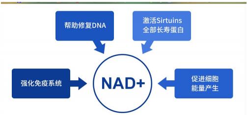 引領逆齡時代,NMN產品有效成分是關鍵